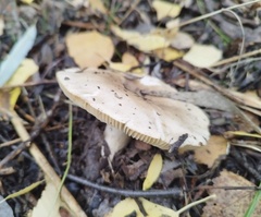 Fungi