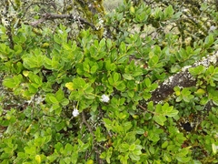 Ceanothus thyrsiflorus