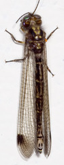 Ascalaphinae