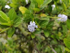 Ceanothus thyrsiflorus