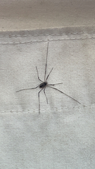 Mitopus morio