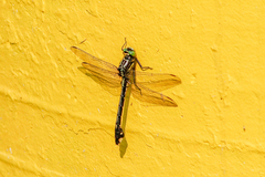 Gomphidae