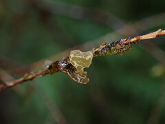 Lobariaceae