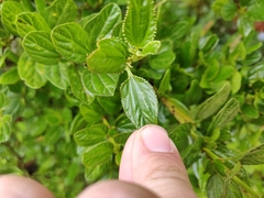 Ceanothus thyrsiflorus
