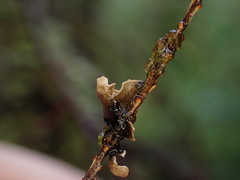 Lobariaceae