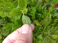 Ceanothus thyrsiflorus
