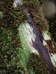 Icmadophila ericetorum