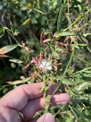 Oenothera filiformis