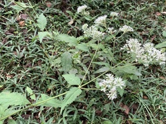 Eupatorium makinoi