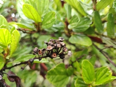 Ceanothus thyrsiflorus