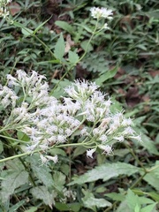 Eupatorium makinoi
