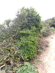 Ceanothus thyrsiflorus