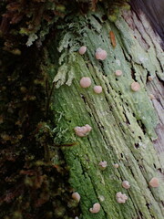 Icmadophila ericetorum