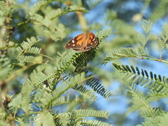 Libytheana carinenta mexicana