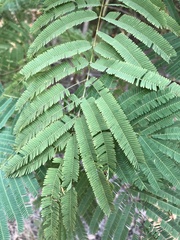 Senegalia berlandieri