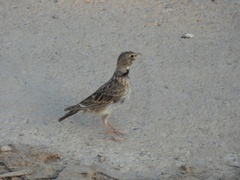 Melanocorypha calandra