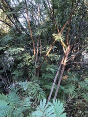 Senegalia berlandieri