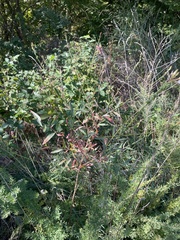 Oenothera filiformis