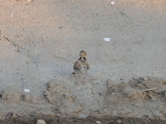 Melanocorypha calandra