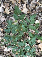 Koelreuteria paniculata