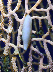 Pellasimnia annabelae