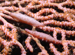 Pellasimnia annabelae