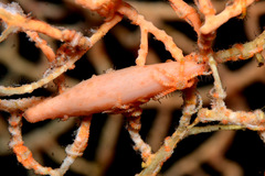 Pellasimnia annabelae