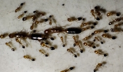 Trichomyrmex destructor