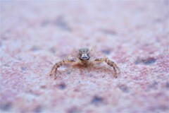 Thomisidae