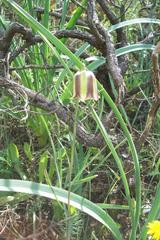 Fritillaria