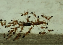 Trichomyrmex destructor