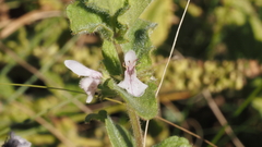 Stachys stebbinsii