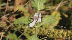 Stachys stebbinsii