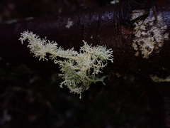 Sphaerophorus tuckermanii