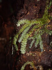 Calypogeia