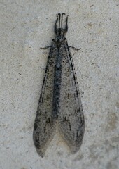 Vella fallax