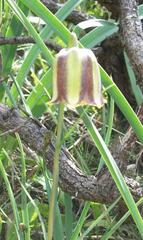 Fritillaria