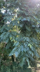 Koelreuteria paniculata