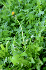 Taraxacum officinale