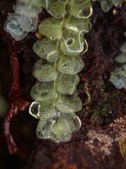Calypogeia