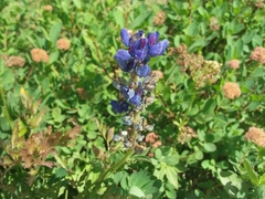 Lupinus latifolius