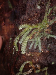 Calypogeia