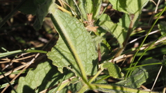 Stachys stebbinsii