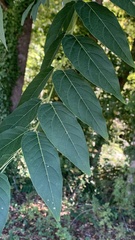 Koelreuteria paniculata