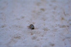 Cryptocephalus