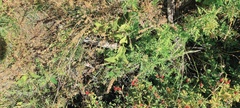 Stachys stebbinsii