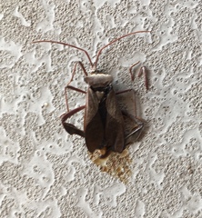 Acanthocephala declivis