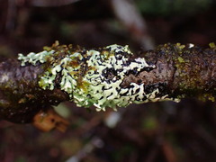 Menegazzia subsimilis