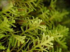 Lepidoziaceae