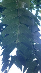 Koelreuteria paniculata